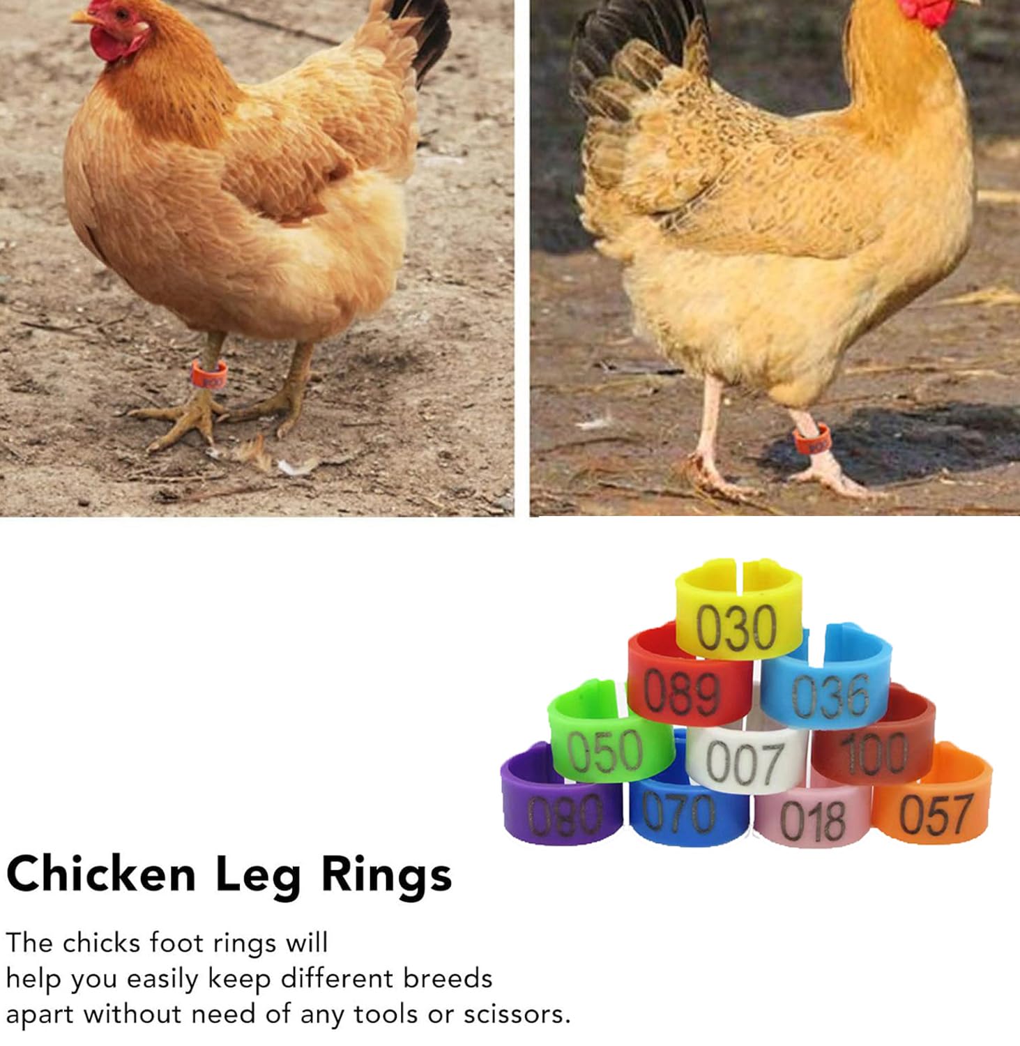 Amazon.com: Dove Leg Band Bird Foot Ring Mixed Colors, Dove