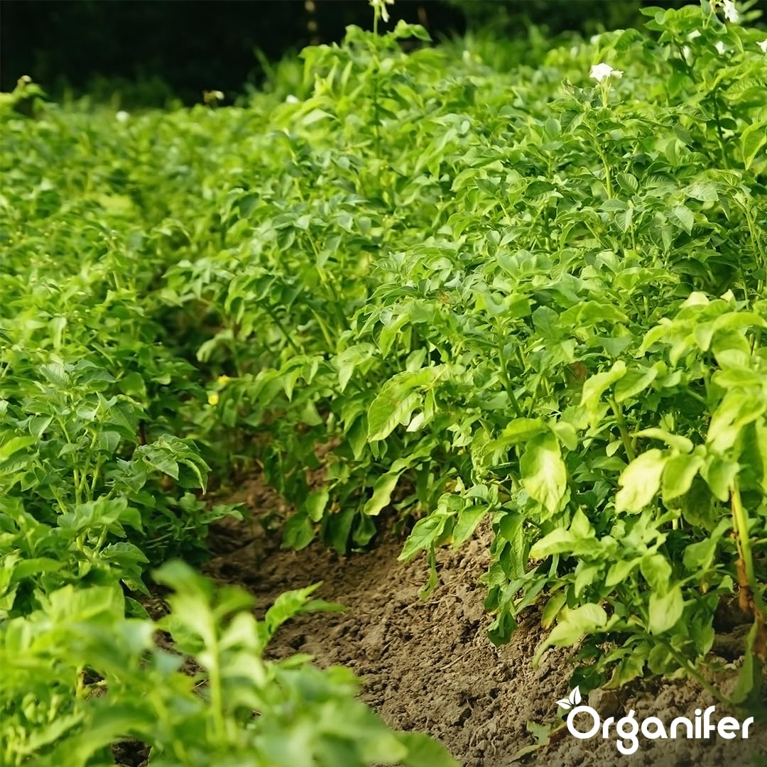 Fertilizante Líquido Para Patata 2L – Abono Orgánico Para Hojas Saludables Y Crecimiento Fuerte – Refuerza Raíces Y Vitalidad – Organifer