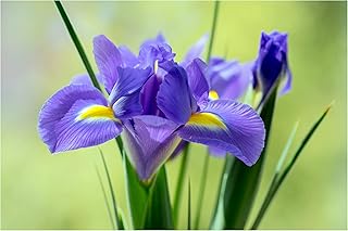 Oliwier's Bulbs 10 Dutch Iris Saphire Beauty Early Spring Flowering Bulbs Iris Hollandica Mixed Perfect for Beds, Borders and Containers Lovely Cut Flowers Garden Hardy Perennials, Yellow,Blue