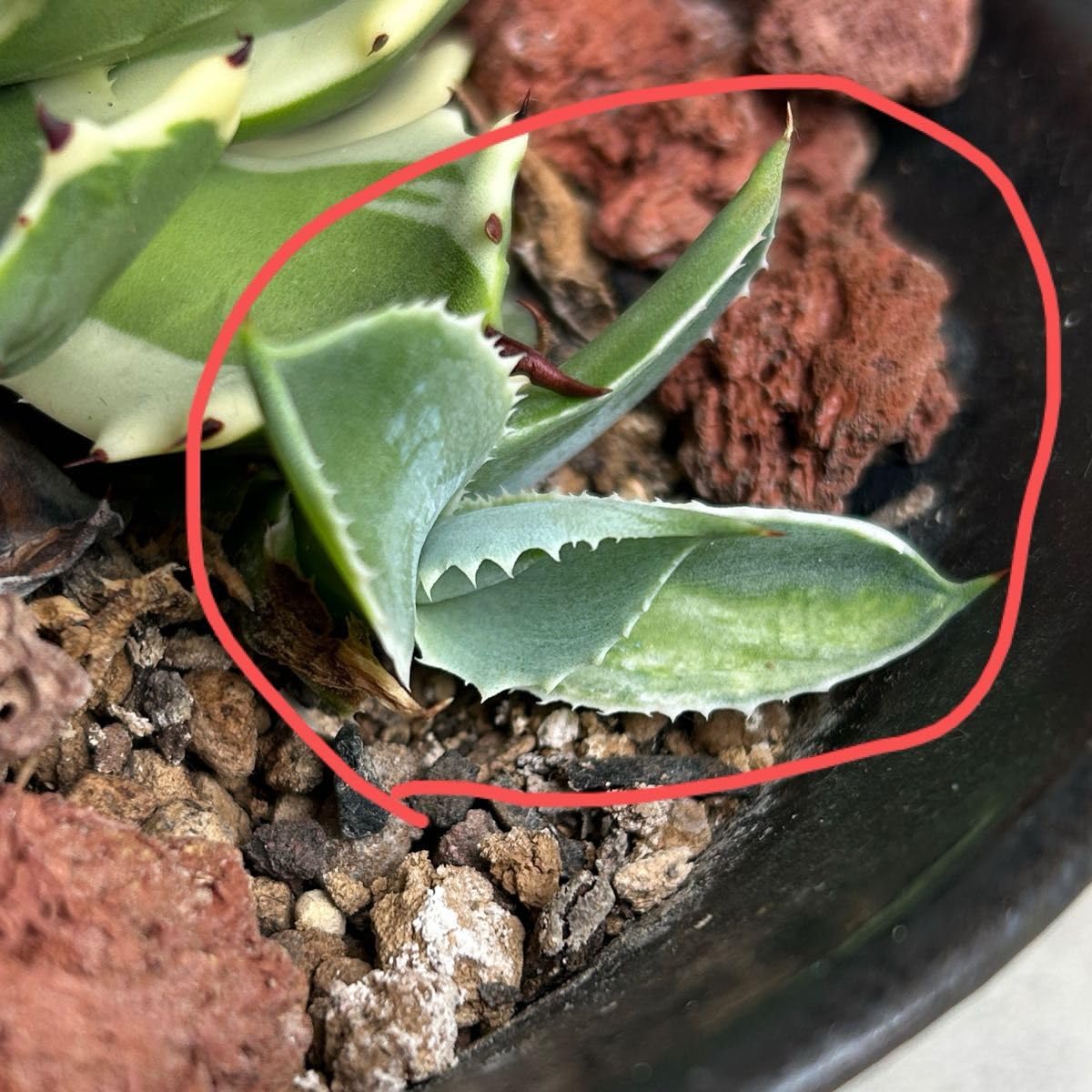 アガベ　アトミックゴールド(重田怒雷神錦) アガベ アトミックゴールド(重田怒雷神錦) アガベ 重田怒雷神錦