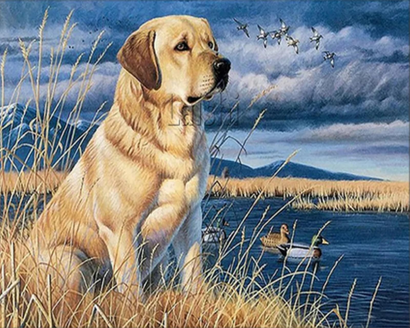 COKYIS Kreuzstich-Set 'Border Collie' – Vorgedruckt, 40x50 Cm, Mit Garn & Zubehör