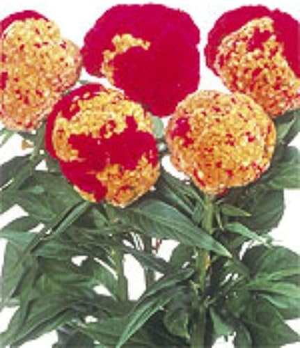 ENORME CELOSIA CABEZA CEREBRO ROJOAMARILLOS! 50 SEMILLAS! Peine. SH!