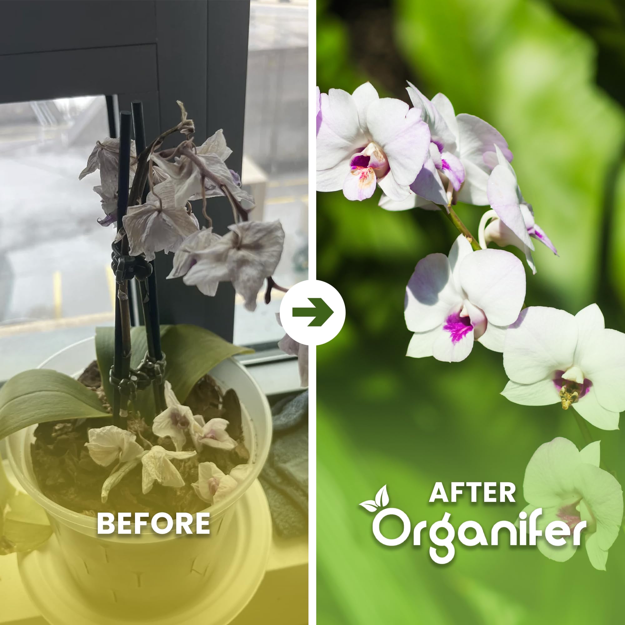 Phalaenopsis Nawóz Organiczny Do Kwiatów - 4x1L - NPK 3-4-3 | Zdrowe Liście - Silne Korzenie I Wysoka Plonność - Organifer
