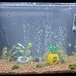 2Pack Air Pierre Bar Aquarium Réservoir de poisson Minéral Air Bubble Air Pierre avec Air Ligne,Aquarium Air Accessoires pour pompes 16inch Vert-bleu
