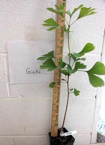 Generic 2 árboles Ginkgo plantas vivas - 1qt. Pot Culantrillo Árbol Ginkobiloba