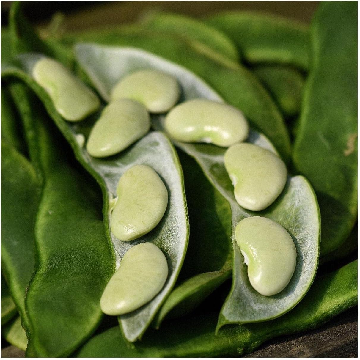 Everwilde Farms 1/4 Lb Baby Fordhook Lima Bean Seeds