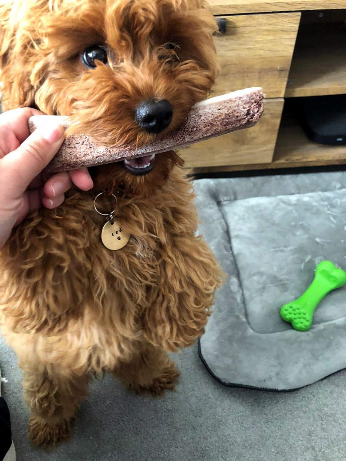 Perfect Pet Chews Split/Whole Elk Antler Combo Pack - Grade A, All Natural, Organic, and Long Lasting Treats - Made from Naturally Shed Antlers in The USA - Small Treat - 2 Pack
