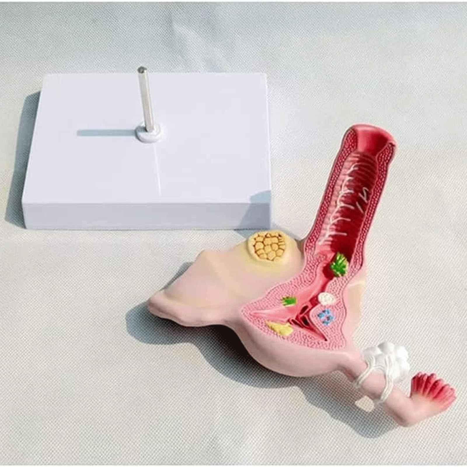 OUFEIJIA Female Uterus Model Gynecology Ovaries and Uterus Model Showing Uterus Ovaries Vagina for Teaching Learning Display Tool