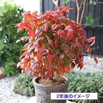 71RNRdM2EdL._AC_UF350,