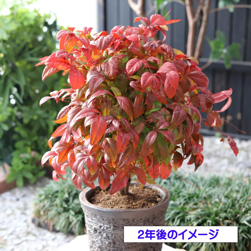 とうふ苗木 楽天市場】【現品】シマトネリコ 株立ち 苗木 樹高1.7m Q854