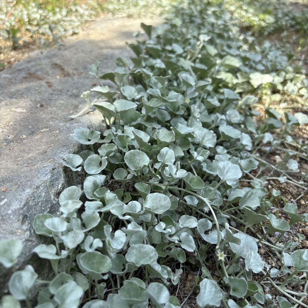 Amazon.co.jp: ディコンドラ•シルバーフォール 抜き苗（5株