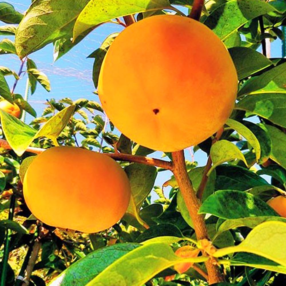 Amazon.co.jp: ITANSE 柿の苗木 品種：太雅(たいが) 接木苗 1