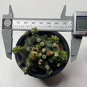 Amazon.co.jp: Transformer！多肉植物 サボテン