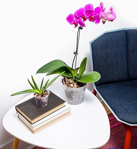 Paquete de trasplante