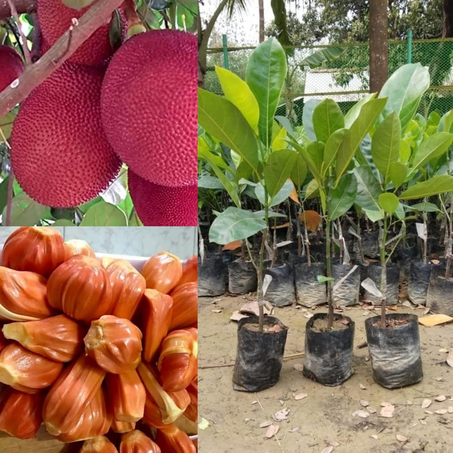 1 Thailand Pink Jackfruit Plant Pack Of 1 Live Grafted Pink Jackfruit
