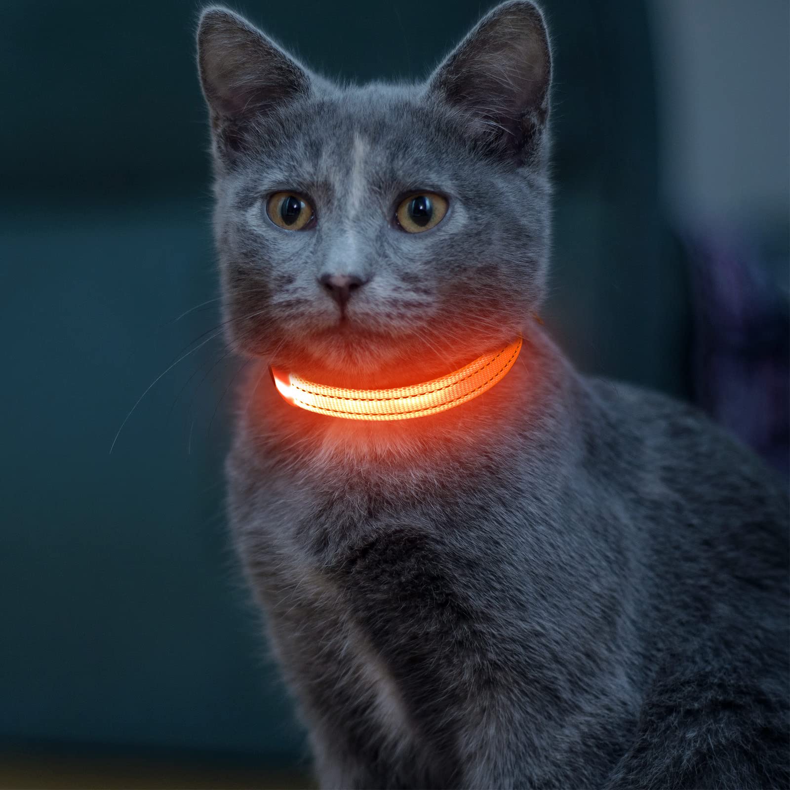Vizpet Collar LED para gato y perro, recargable por USB, tamaño ajustable, collar de nailon brillante de seguridad para gatos pequeños y perros (naranja)