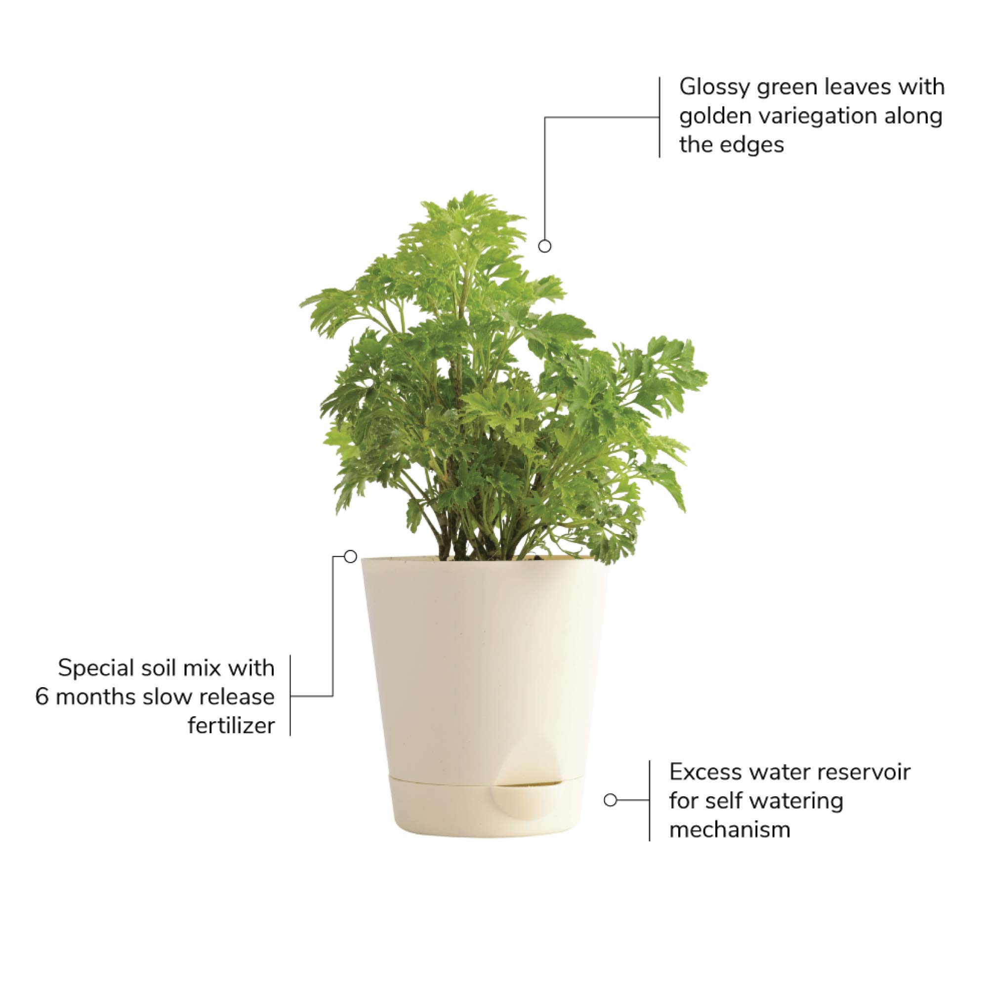 Ugaoo Aralia Golden Plant - Self Watering -5