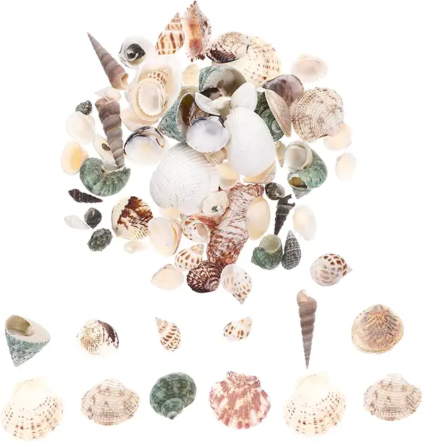 Decorazione Naturale Conchiglia per Terrari e DIY - Scatola Bomboniera