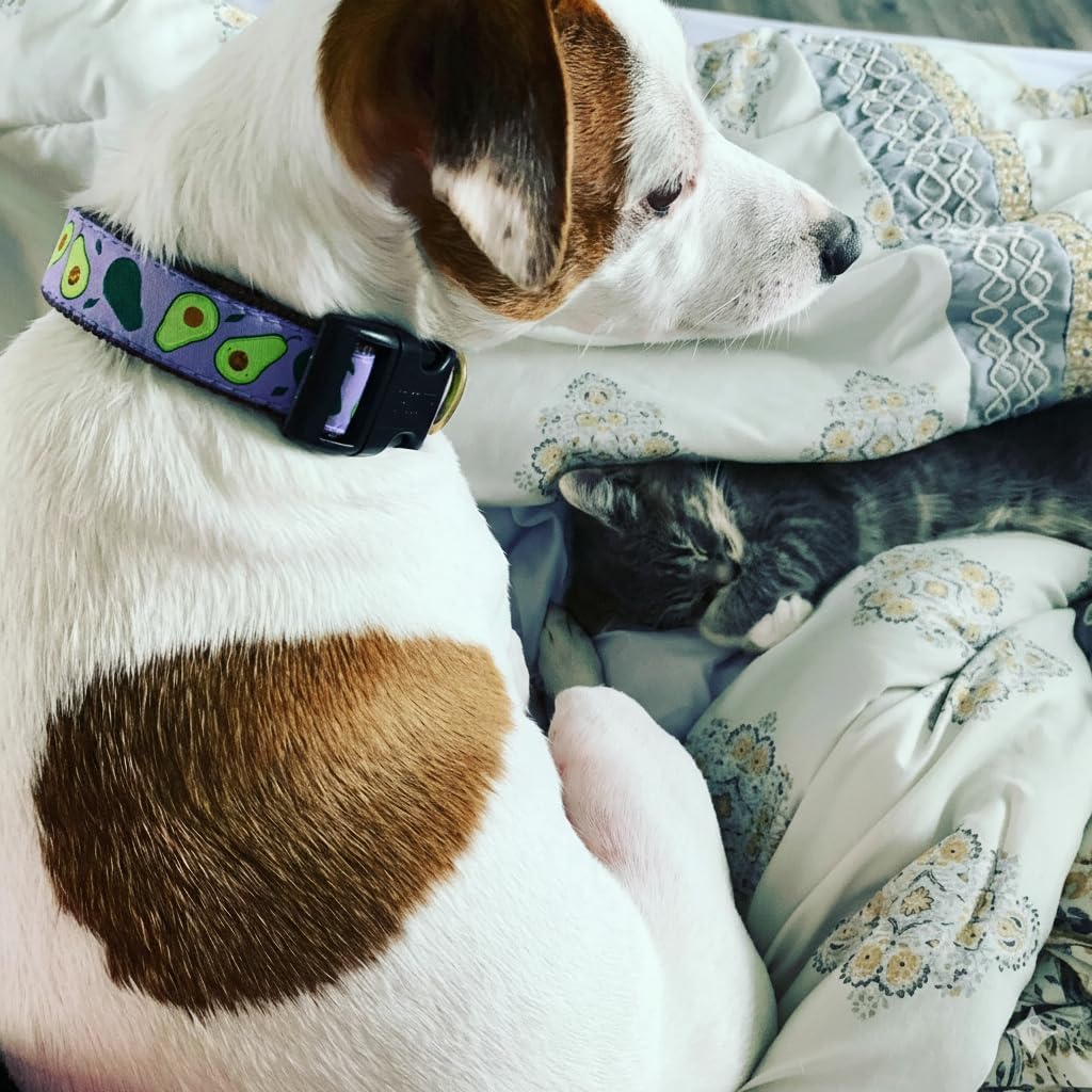 Up Country Avocado Pattern Dog Collars and Leashes (Avocado Pattern Dog Collar, Medium (12 to 18 Inches) 5/8 Inch Narrow Width)