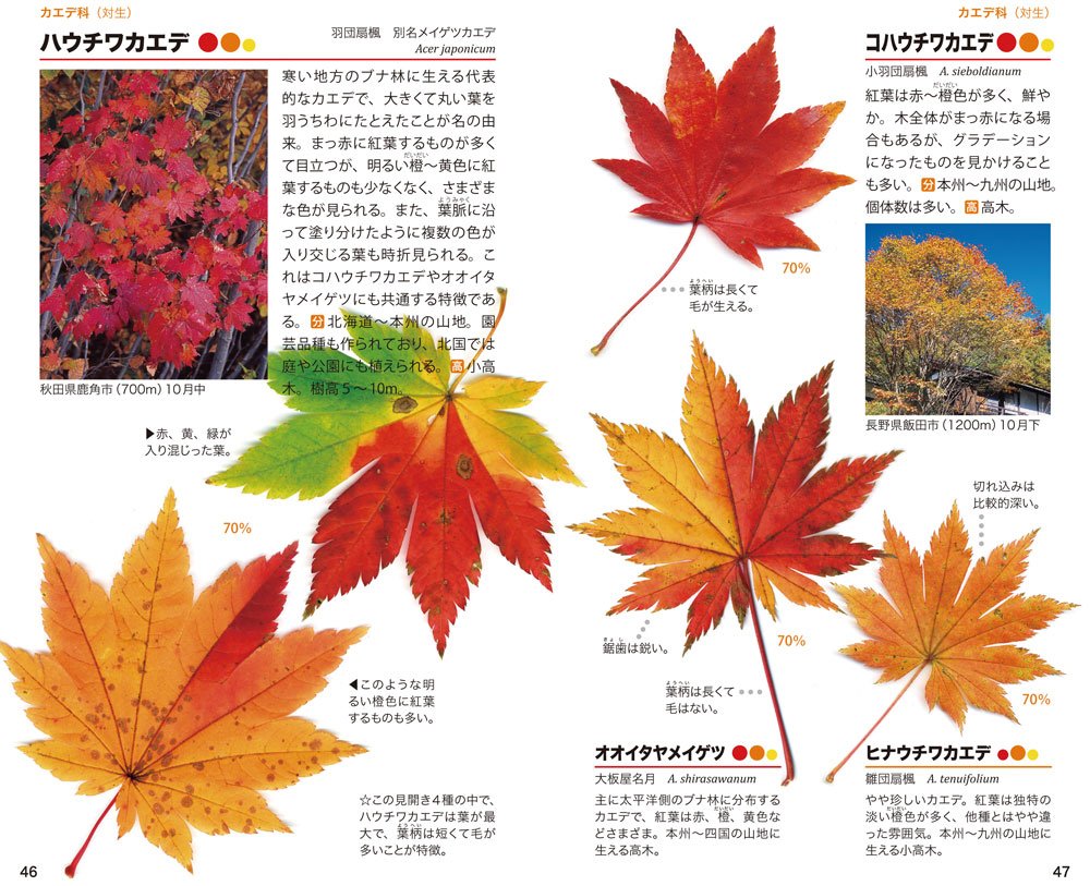 紅葉ハンドブック 林 将之 本 通販 Amazon