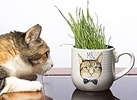 Vista 4 de Catnip/Catgrass Combio Paquete de semillas para plantar, más de 4400 hierbas y 0.56 oz de hierba de trigo