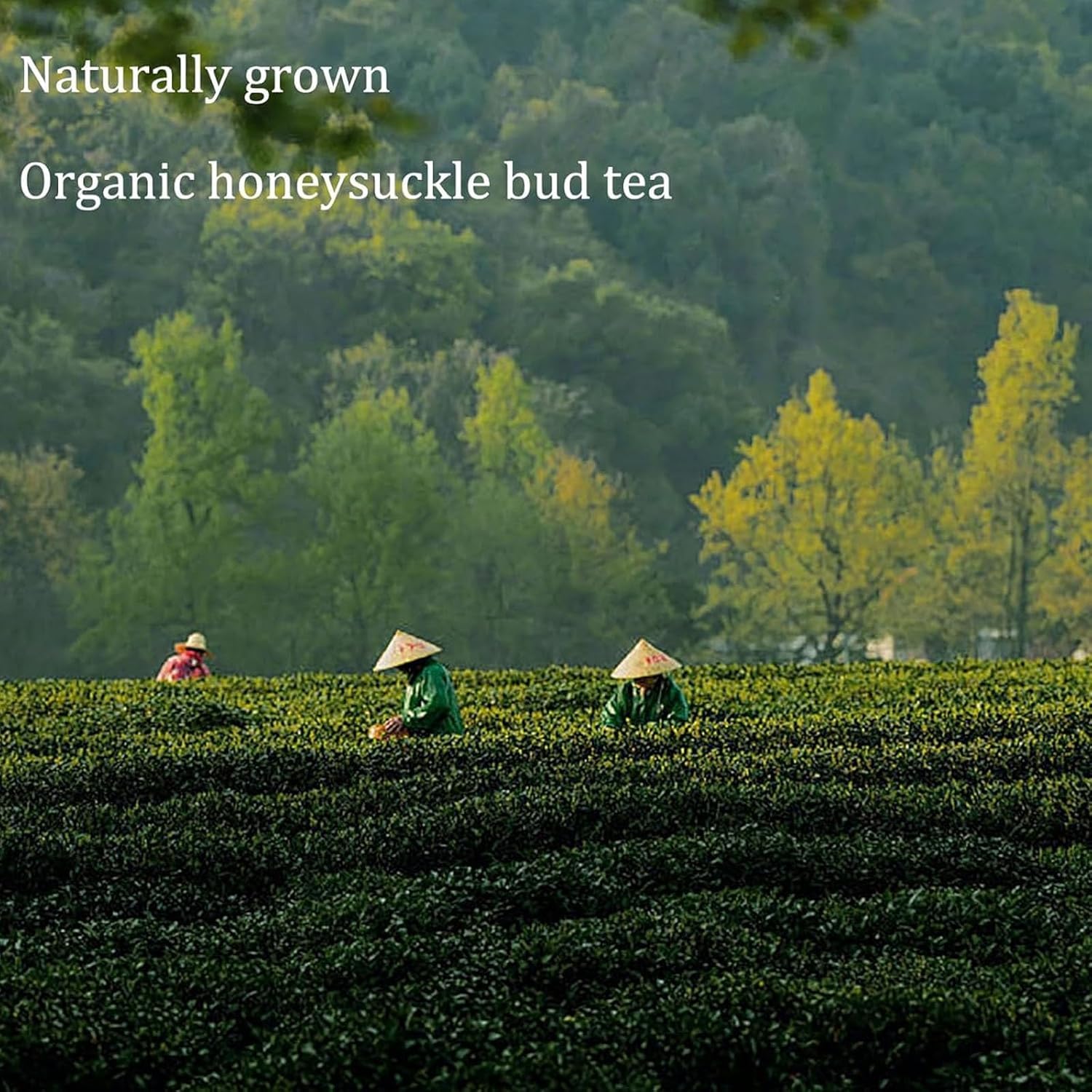 Organiczne pąki wiciokrzewu, 100% czyste, naturalne, organiczne pąki miodu, ręcznie zbierane i naturalnie suszone pąki wiciokrzewu, do codziennego suplementacji zdrowotnej (2 szt.)