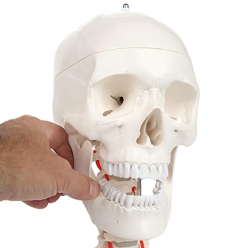 Miniatura 8 de Axis Scientific Modelo de calavera humana de 3 partes con cuello flexible | Cráneo de plástico realista de tamaño real en una columna cervical