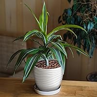 Vista 8 de Bolas de leca de 2.2 libras para plantas de interior, guijarros de arcilla expandida para plantas hidropónicas, mezcla para macetas de orquídeas