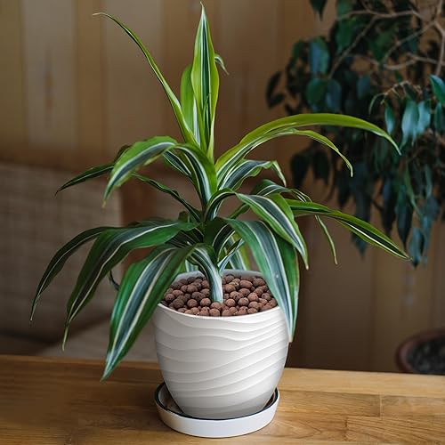 Miniatura 8 de Bolas de leca de 2.2 libras para plantas de interior, guijarros de arcilla expandida para plantas hidropónicas, mezcla para macetas de orquídeas,