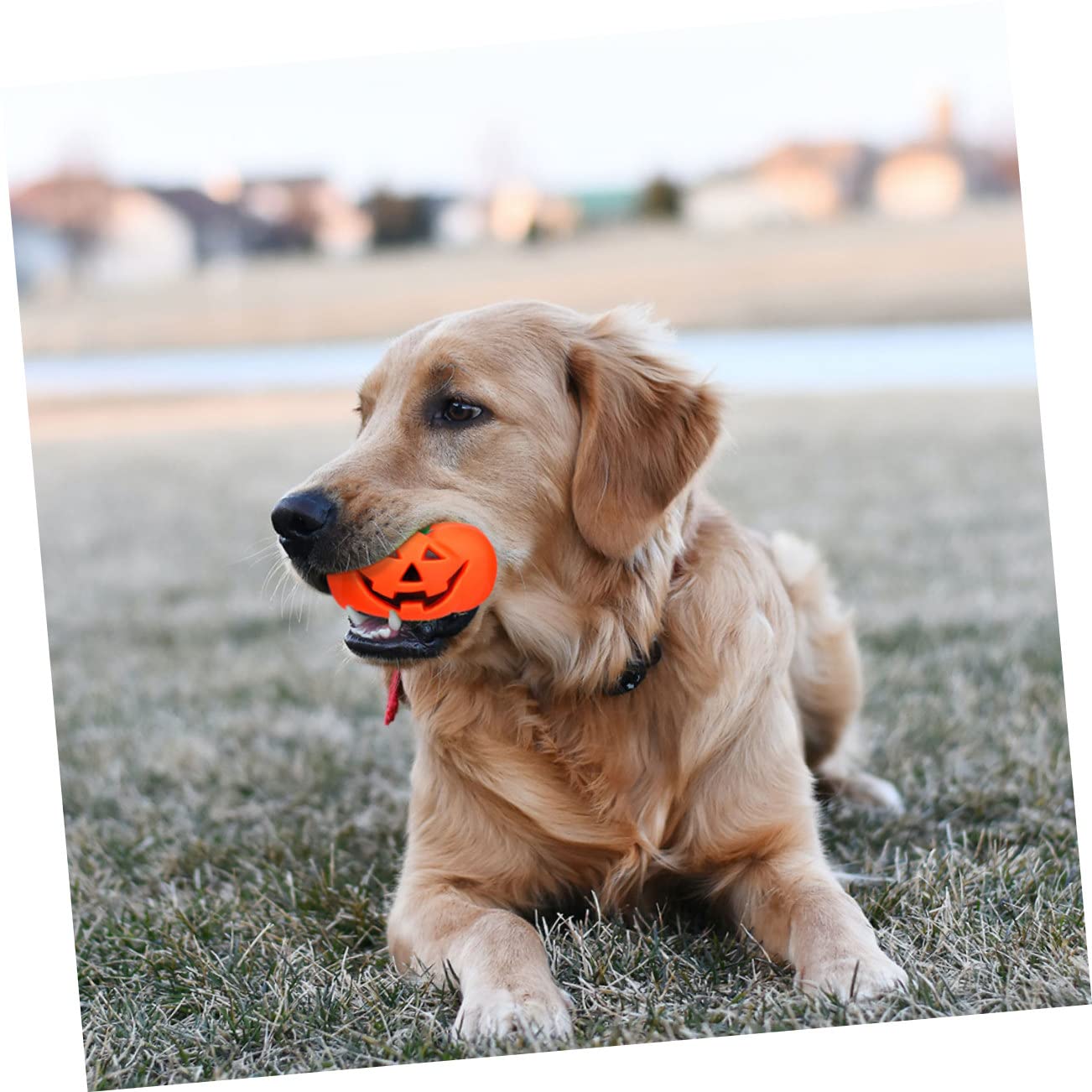 WOONEKY 12stücke Halloween Kürbis Quietschspielzeug Für Kleine Hunde Langlebige Interaktive Spielzeuge Zahnpflege Und Möbel Schutz Für Haustiere Halloween-