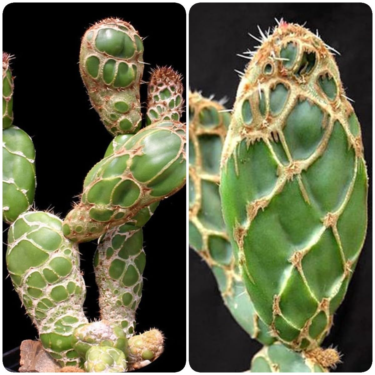ebay kaktus Echinocactus horizonthalonius | Botanical Archive