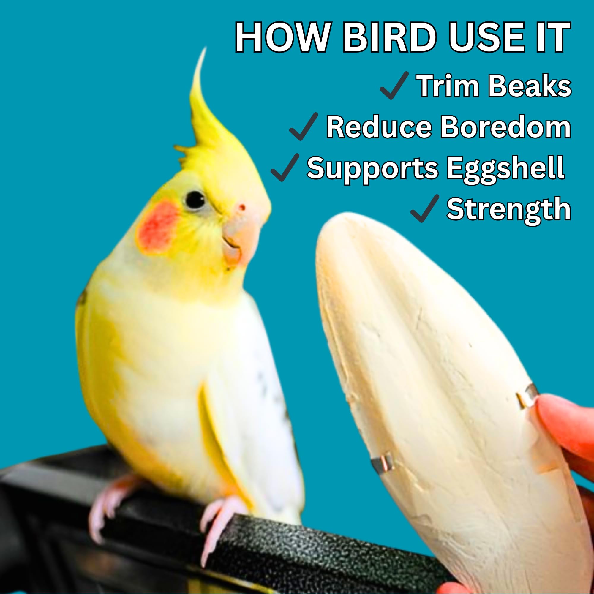 Pets Pro Premium Cuttlefish Bone for Birds 50gm with Free Holder (5-inches) | Calcium-Rich, and Chemical-Free | for Budgies, Cockatiel, Macaw, Lovebird, Cockatoo etc 2