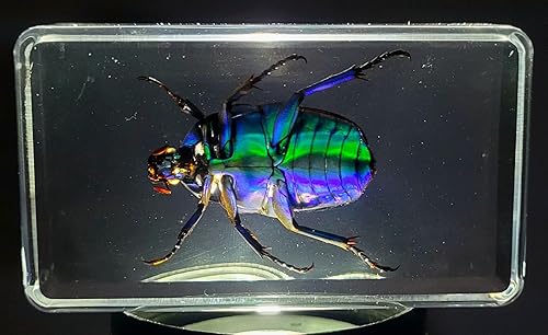 Miniatura 141 de Escarabajo de algodoncillo azul cobalto real de 1.732 in en espécimen de resina de lucita cristalina, insectos, insectos preservados, colección