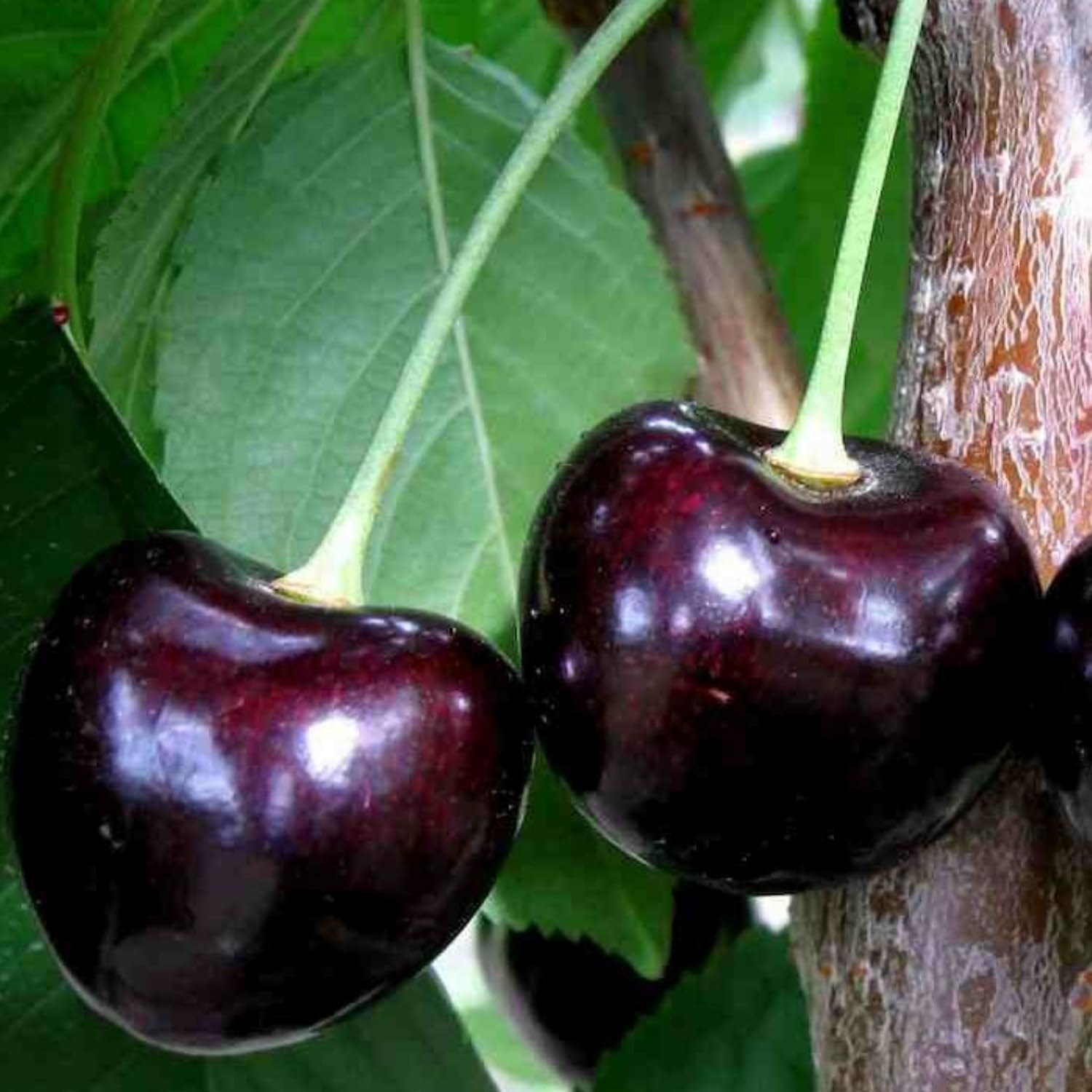 2 Black Cherry Plants Live 12-18 Inch Tall, Bareroots, Sweet Cherry Tree Live Plant, Wild Black Cherry Live Plant Fruit Tree, Cherry Tree Plant
