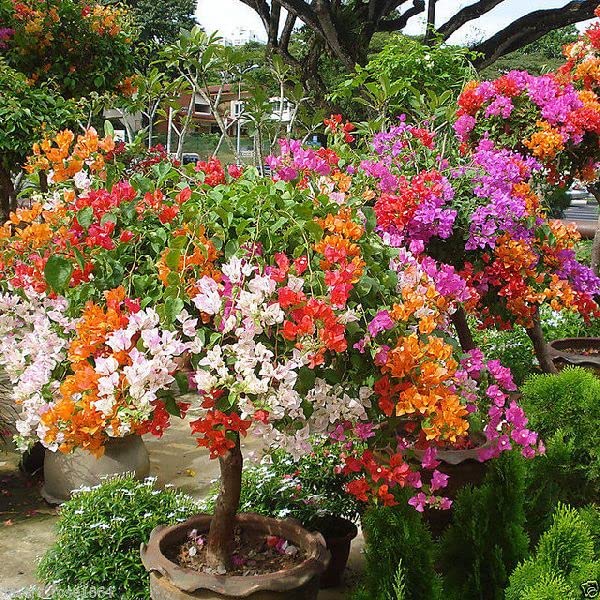 See full amazon price history chart for bougainvillea live plant multicolour || live plant of Golden Sunshine Bougainvillea (Pack of 1 Not Grafted) bougainvillea live plant multicolour || live plant of Golden Sunshine Bougainvillea (Pack of 1 Not Grafted) (B0CP6CP474) Amazon Price History, Amazon Price Tracker