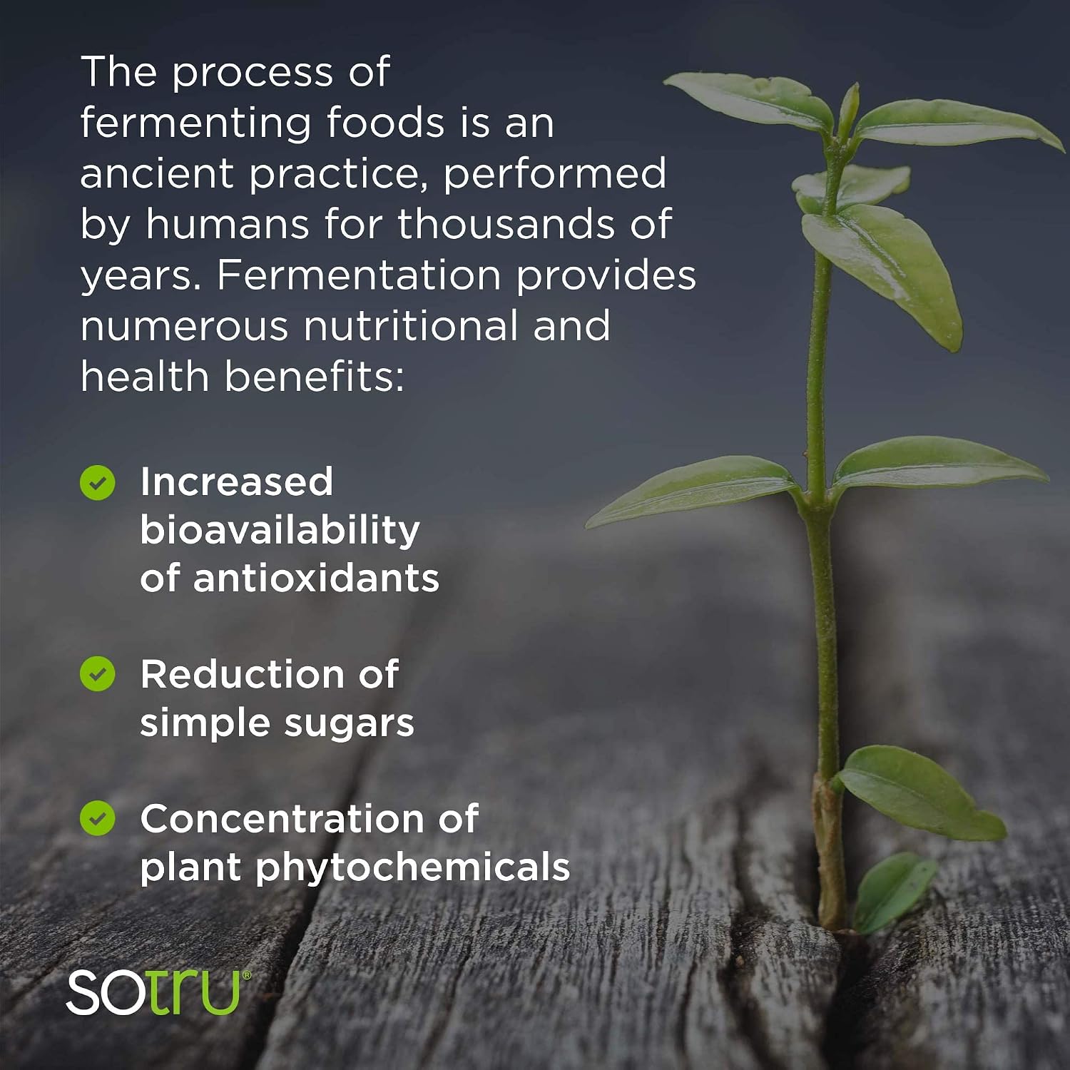 SOTRU Vegan Protein Shake, Chocolate - 20.7 oz. - Whole Food, Plant-Based Protein Powder with Green Superfoods, Enzymes & Probiotics - USDA Certified Organic, Non-GMO, Gluten-Free - 21 Servings
