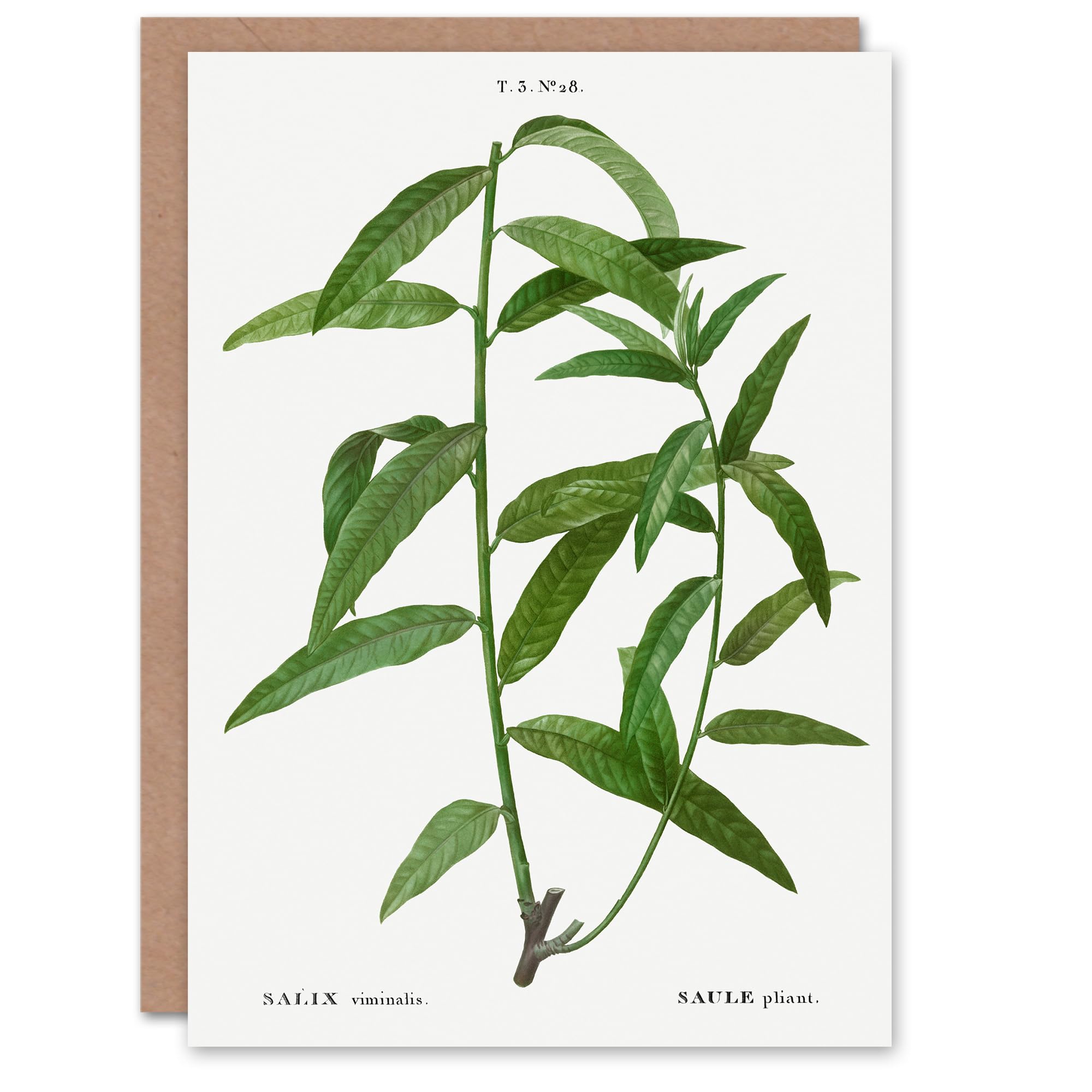 Artery8 Pierre-Joseph Redouté Art Card Basket Willow Vintage Botanical