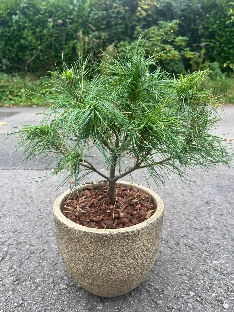 Weymouth Pine 'Tiny Kurls' 20/40cm (3L) Pinus strobus Dwarf Evergreen Tree