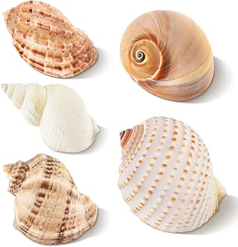 5PCS Hermit Crab Shells Large Medium Size | Natural Sea Conch Size 2.8" - 4.5", Opening Size 1.6" - 3.6" | Turbo Seashells for Hermit Crab Supplies Beach Home Crafts Decor