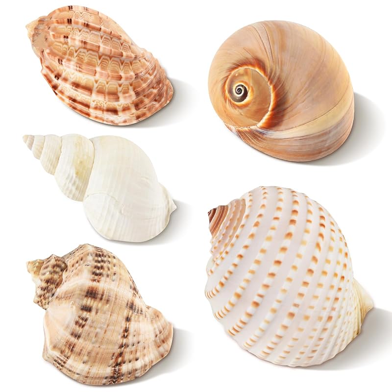 Conchas Naturais para Caranguejo-Ermitão em Búzio Marítimo LYHZLBAY, 5 unidades