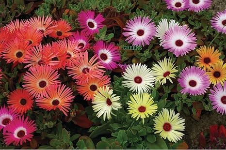 Flowers Seeds Ice Plant Flower Mix Colours Seeds F1 Hybrid Seeds For Home Gardening Amazon In Garden Outdoors