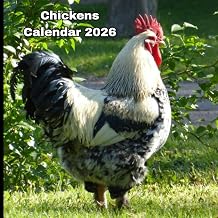 Chickens Calendar 2026