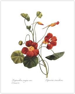 CLOUD NINE PRINTS Nasturtium Art, French Botanical Print - Orange Flower Wall Art, Vintage Redoute Decor, Floral Indian Cress - Unframed