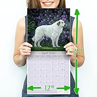 Vista 371 de Razas de Perros 2017