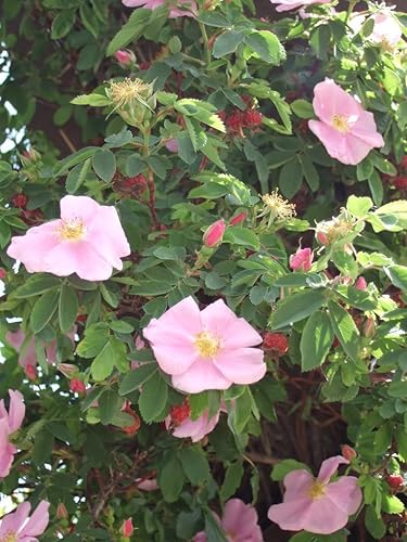 Miniatura 1 de 25 semillas de flor rosa pantano rosa palustris