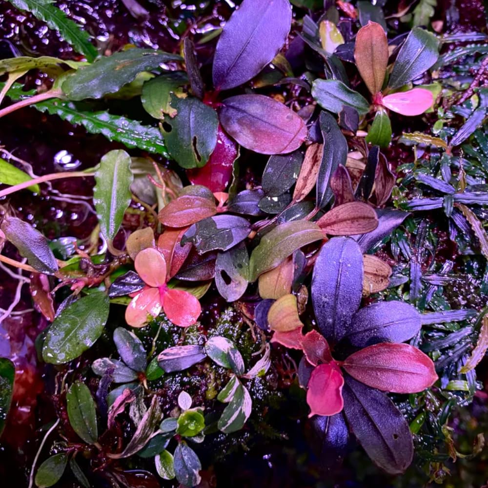 Bucephalandra in Vasetto – Piante Epifite per Acquario Dolce, Crescita Lenta