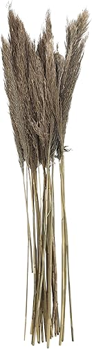 Deco 79 Planta seca de pampas para decoración del hogar, follaje natural seco con tallos largos, follaje para decoración de 2 x 1 x 35 pulgadas,