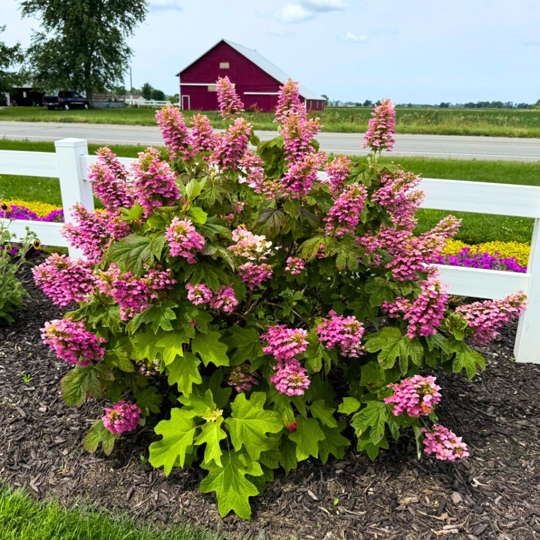 ELLA'S HOMES Pink to White Oakleaf Hydrangea
