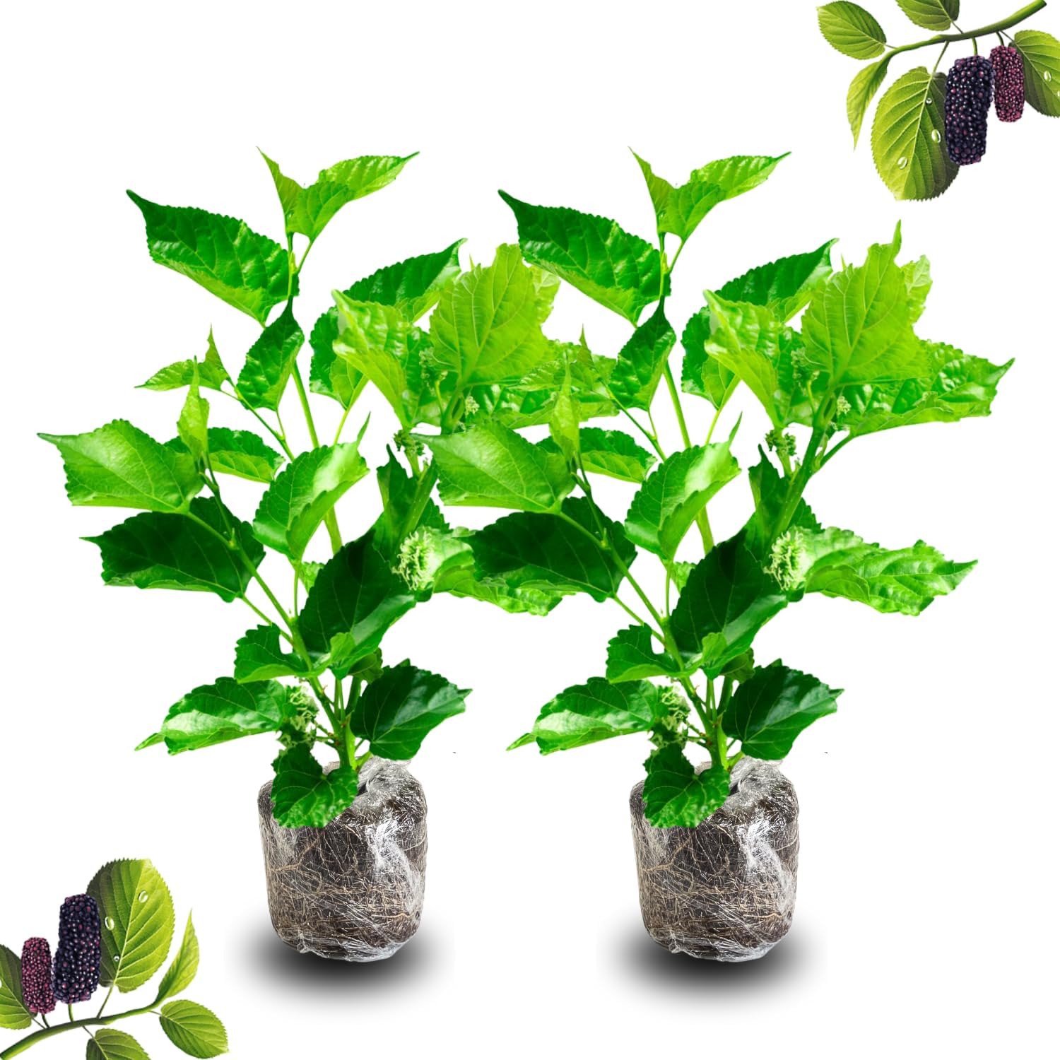 2 Mulberry Plants Live to Grow, 5-9 Inch Height, Sweet Mulberry Trees Live Seedlings, Edible Mulberries Fruit Plant to Grow Your Garden, No Pot (Illinois Everbearing Mulberry)