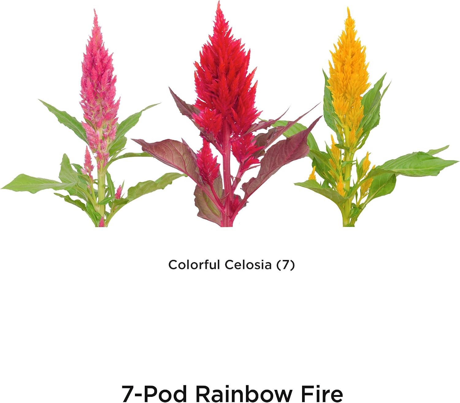 AeroGarden Rainbow Fire Celosia Seed Pod Kit